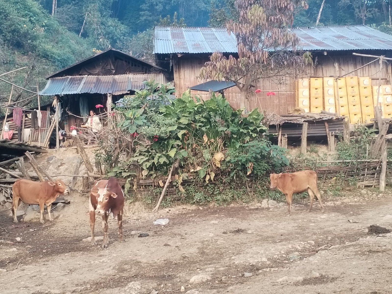 3 Days Trekking in Nam Ha NPA – Challenge, Riverside Camp & Khmu Tribe